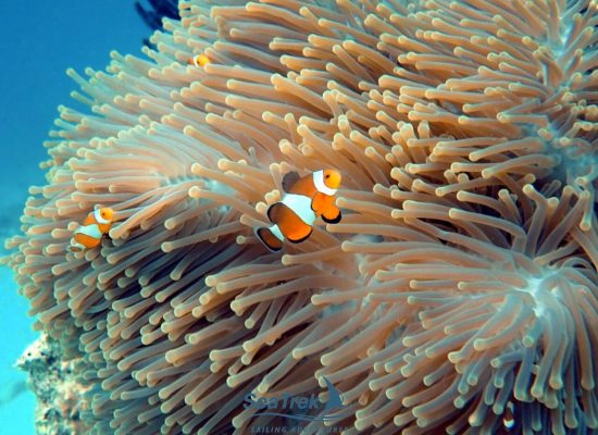 SeaTrek The Jewels Of Raja Ampat With Dr Joe Mueller (Sorong-Sorong)