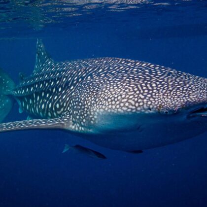 Whale Sharks, Corals & Dragons (Komodo-Komodo)