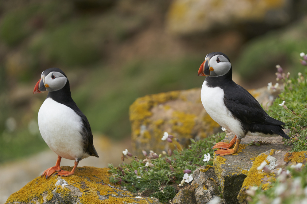 puffins
